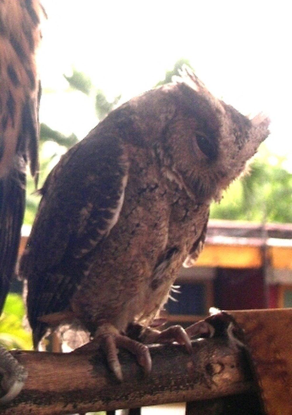 菲律宾角鸮 / Philippine Scops Owl / Otus megalotis