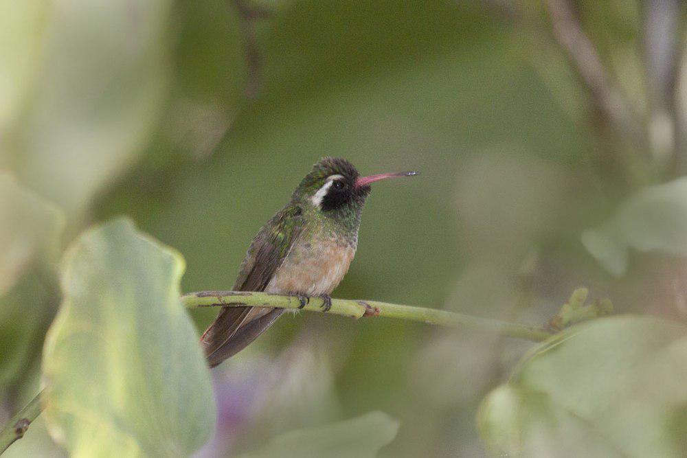 赞氏蜂鸟 / Xantus\'s Hummingbird / Basilinna xantusii