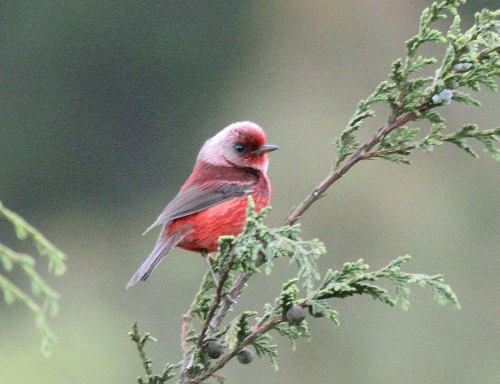 粉头虫莺 / Pink-headed Warbler / Cardellina versicolor
