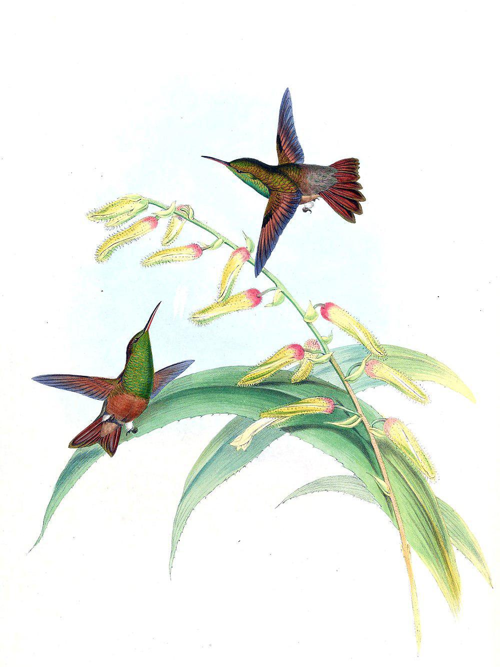 栗腹蜂鸟 / Chestnut-bellied Hummingbird / Saucerottia castaneiventris