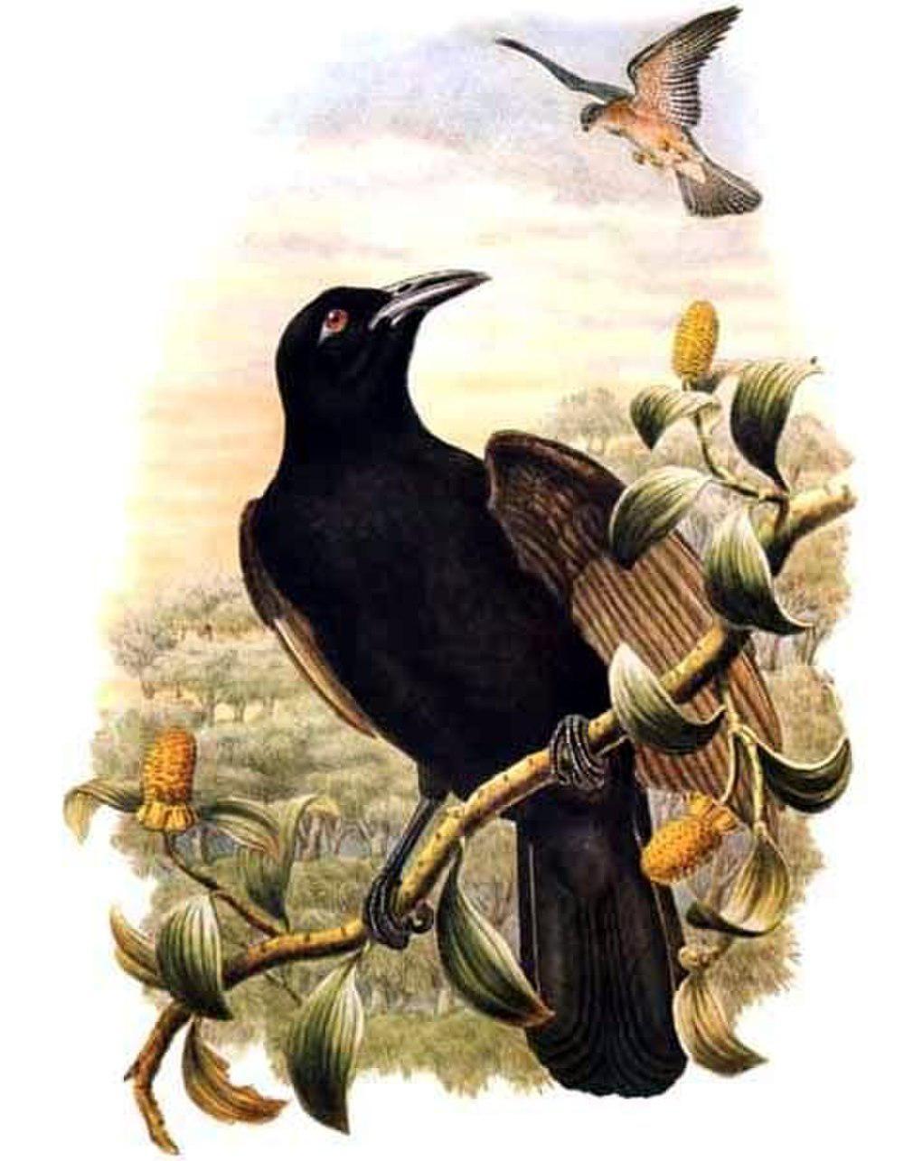 褐翅极乐鸟 / Paradise-crow / Lycocorax pyrrhopterus