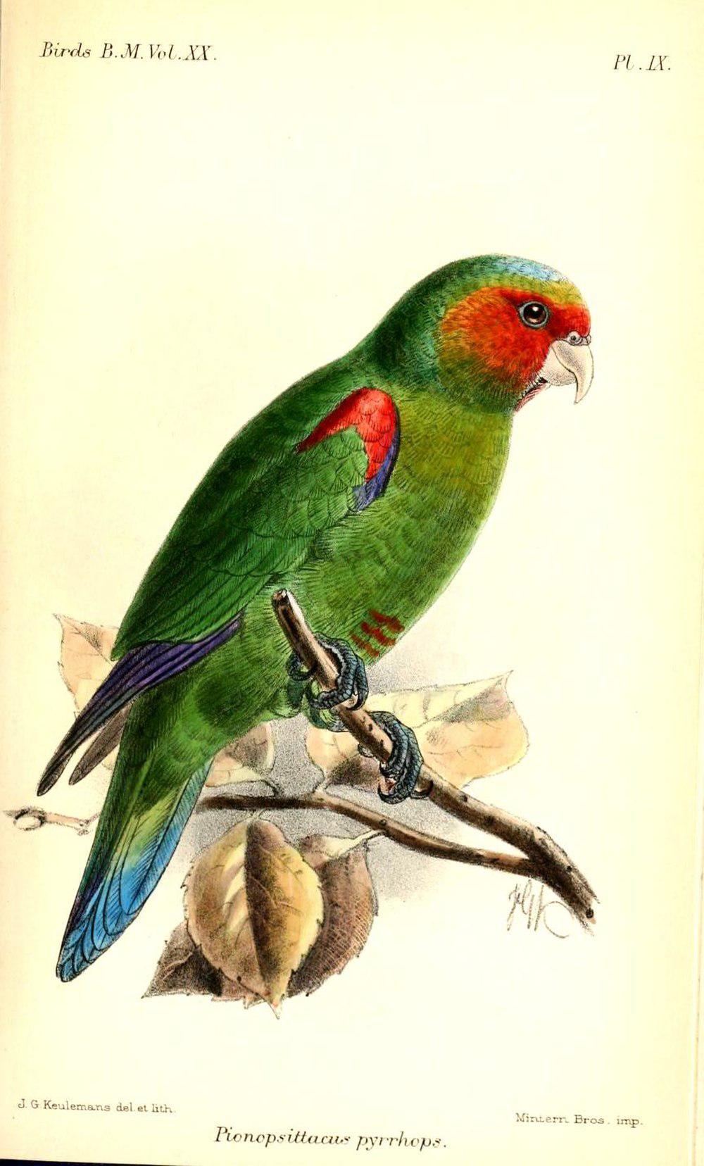红脸鹦哥 / Red-faced Parrot / Hapalopsittaca pyrrhops