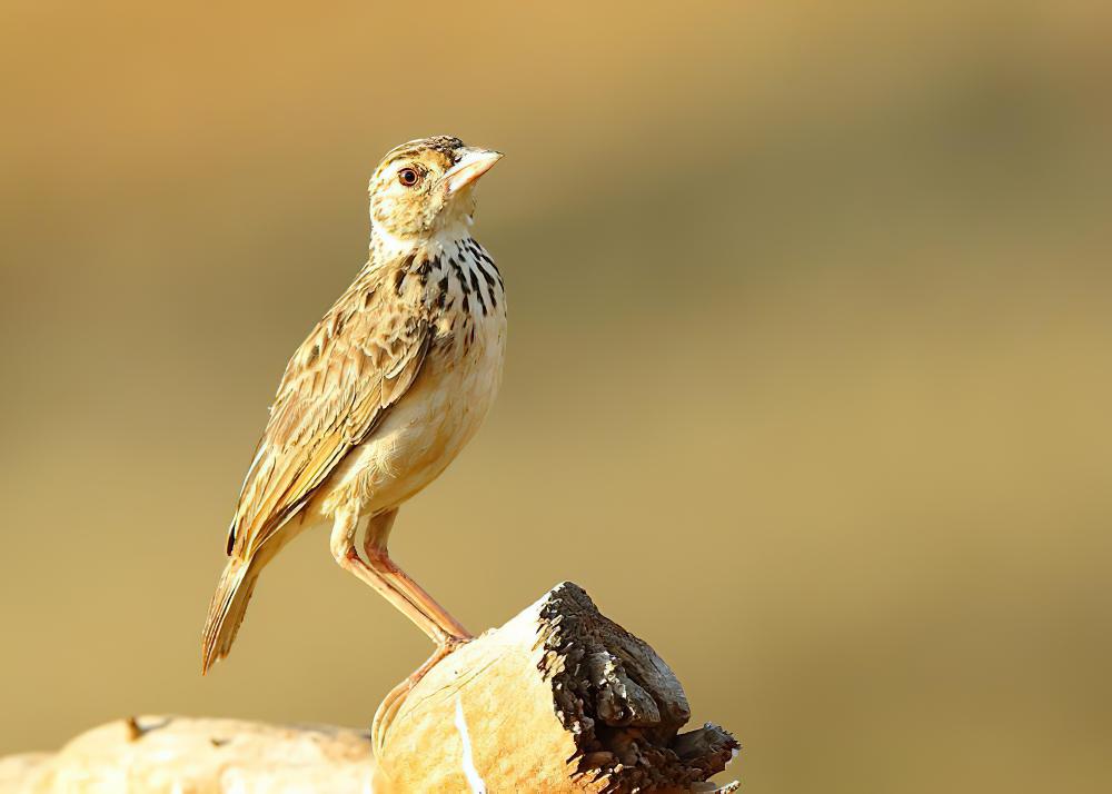 杰氏歌百灵 / Jerdon\'s Bush Lark / Mirafra affinis