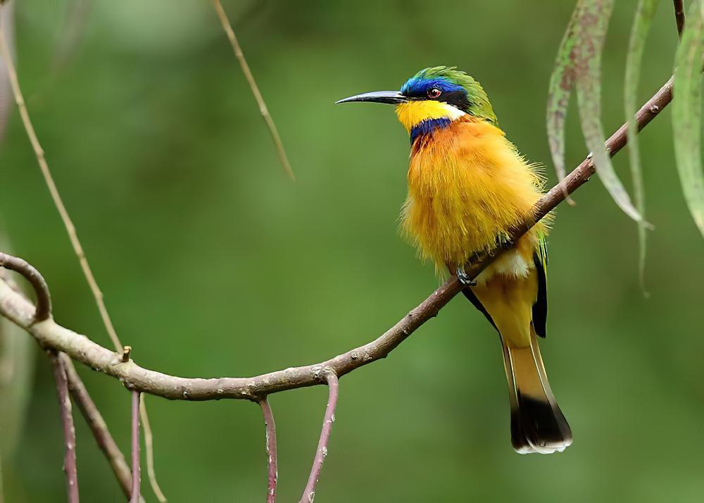 蓝胸蜂虎 / Blue-breasted Bee-eater / Merops variegatus