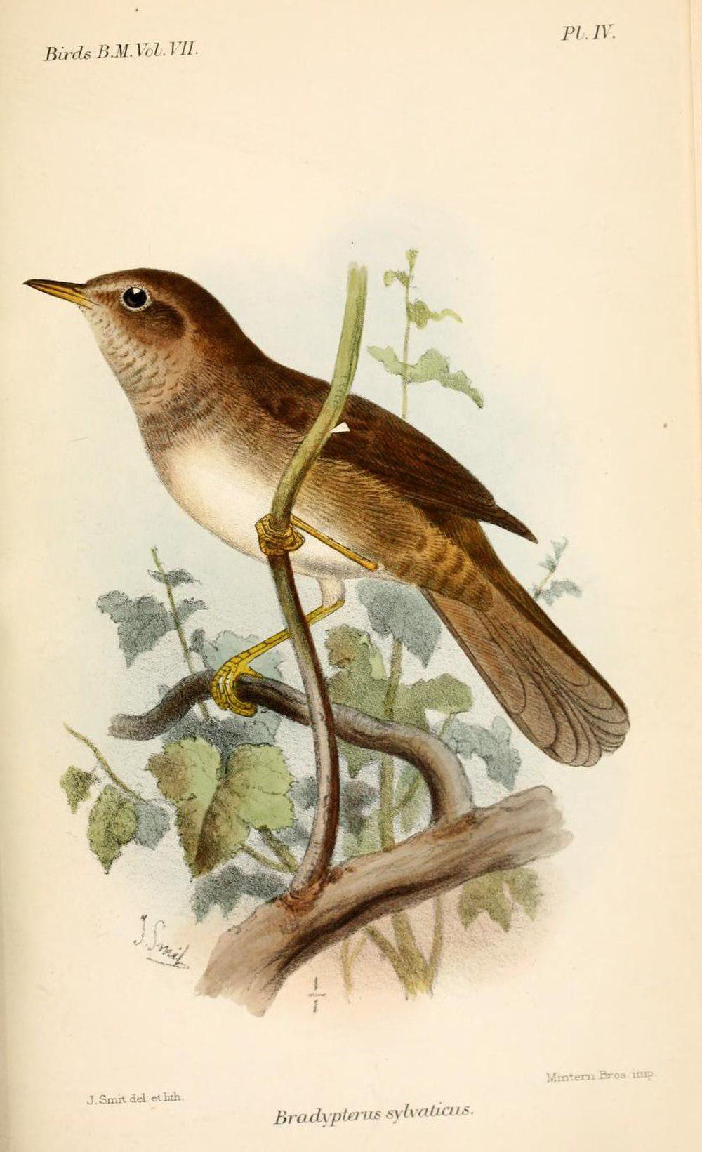 灌丛短翅莺 / Knysna Warbler / Bradypterus sylvaticus