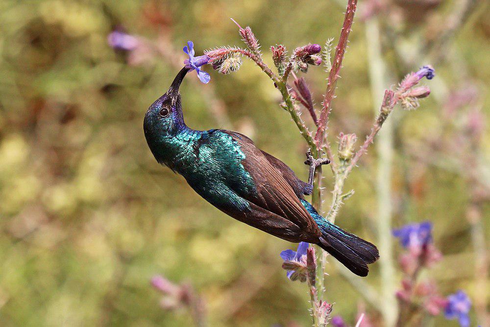 北非橙簇花蜜鸟 / Palestine Sunbird / Cinnyris osea