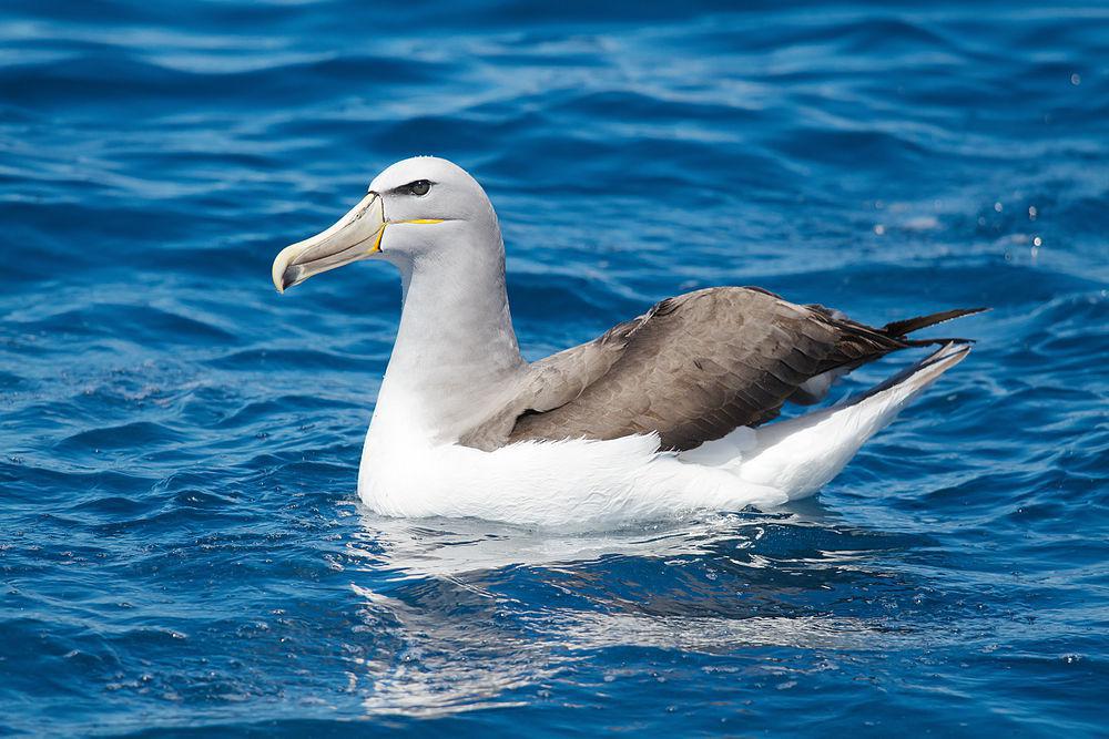 萨氏信天翁 / Salvin\'s Albatross / Thalassarche salvini