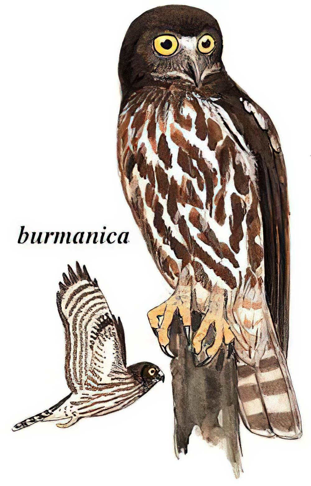 鹰鸮 / Brown Hawk-Owl / Ninox scutulata