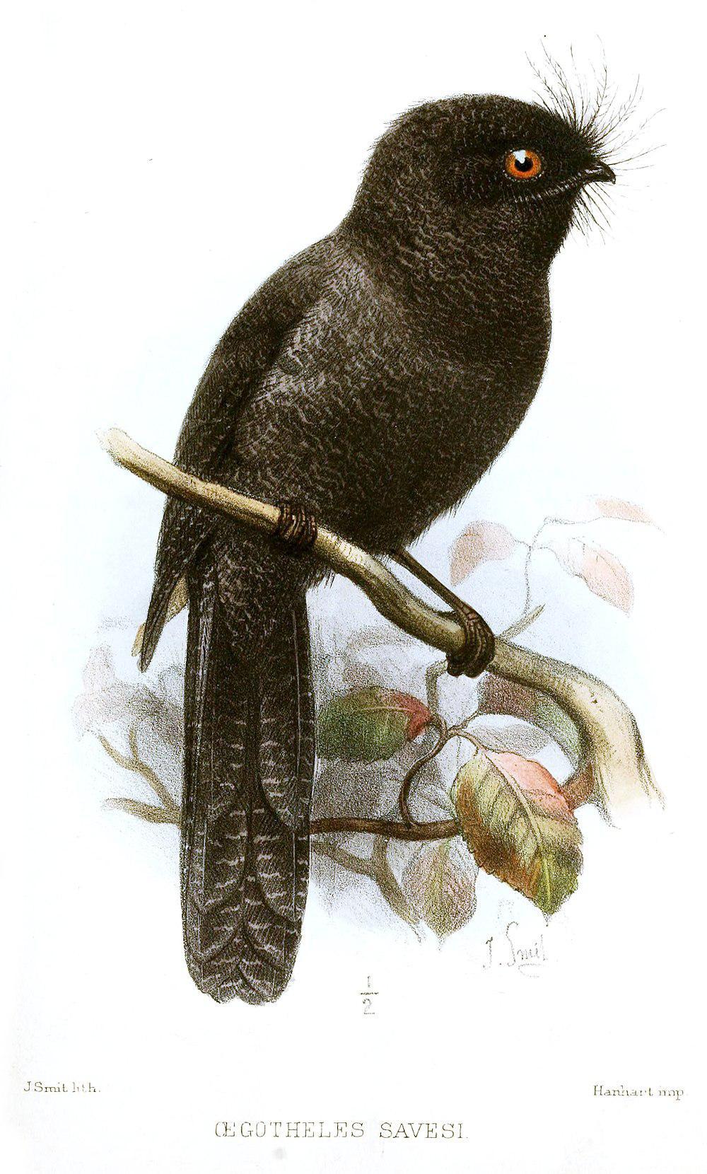 新喀裸鼻鸱 / New Caledonian Owlet-nightjar / Aegotheles savesi
