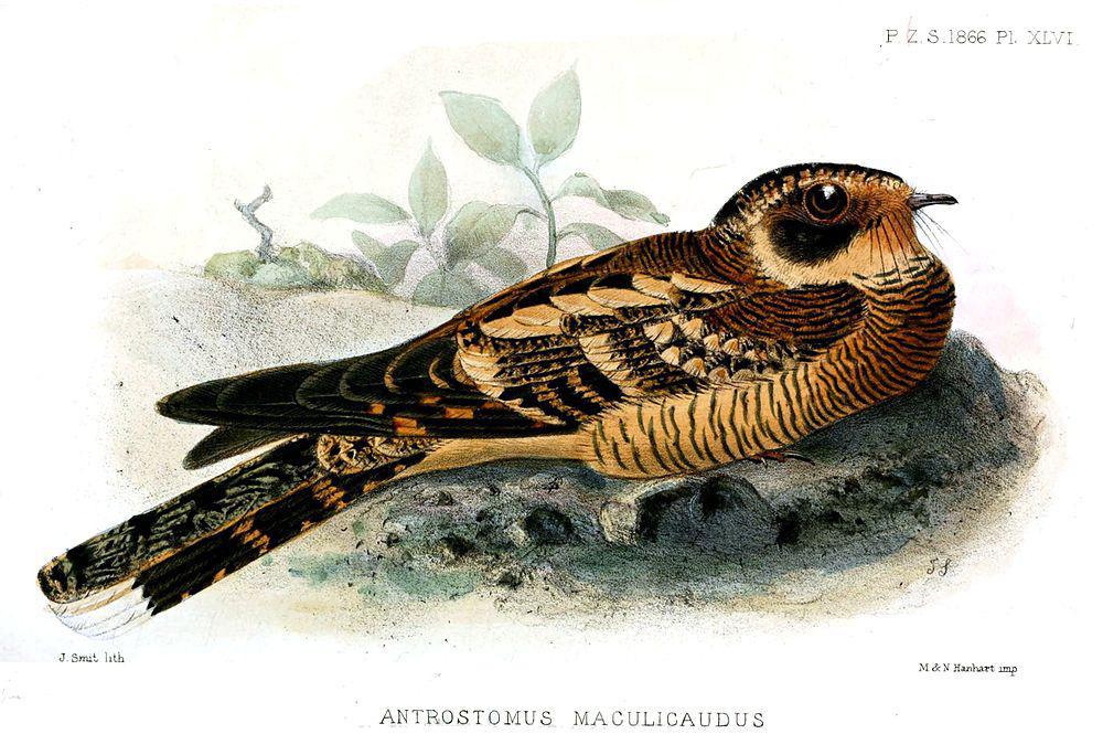 点斑尾夜鹰 / Spot-tailed Nightjar / Hydropsalis maculicaudus