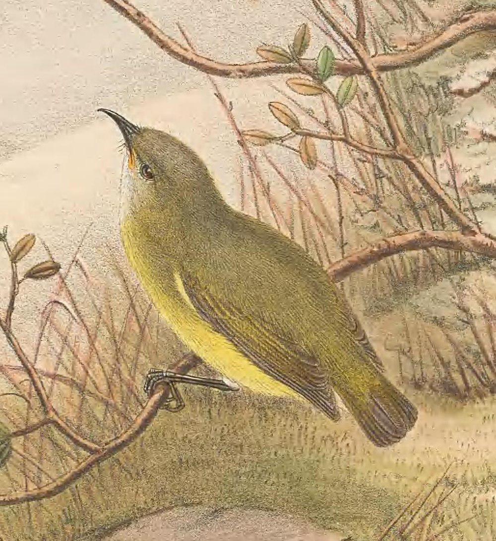 侏弯嘴吸蜜鸟 / Pygmy Longbill / Oedistoma pygmaeum