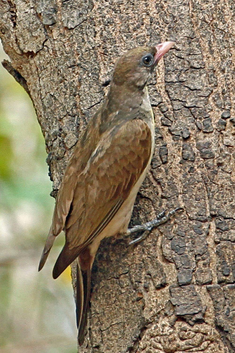 黑喉响蜜䴕 / Greater Honeyguide / Indicator indicator