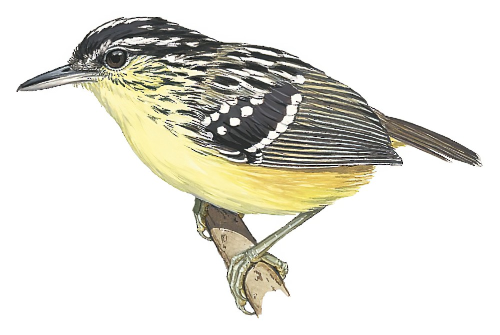 黄胸歌蚁鸟 / Yellow-breasted Warbling Antbird / Hypocnemis subflava
