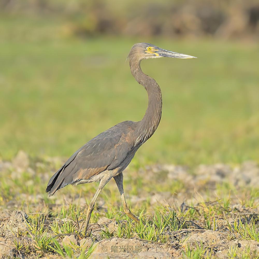 大嘴鹭 / Great-billed Heron / Ardea sumatrana