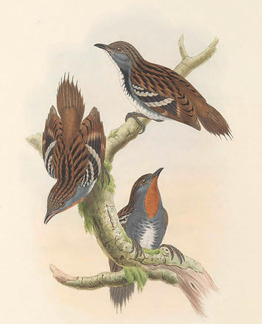 巴布亚刺尾鸫 / Papuan Logrunner / Orthonyx novaeguineae