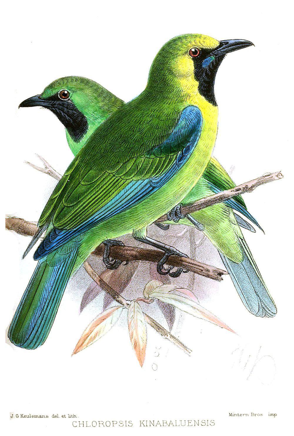 婆罗洲叶鹎 / Bornean Leafbird / Chloropsis kinabaluensis