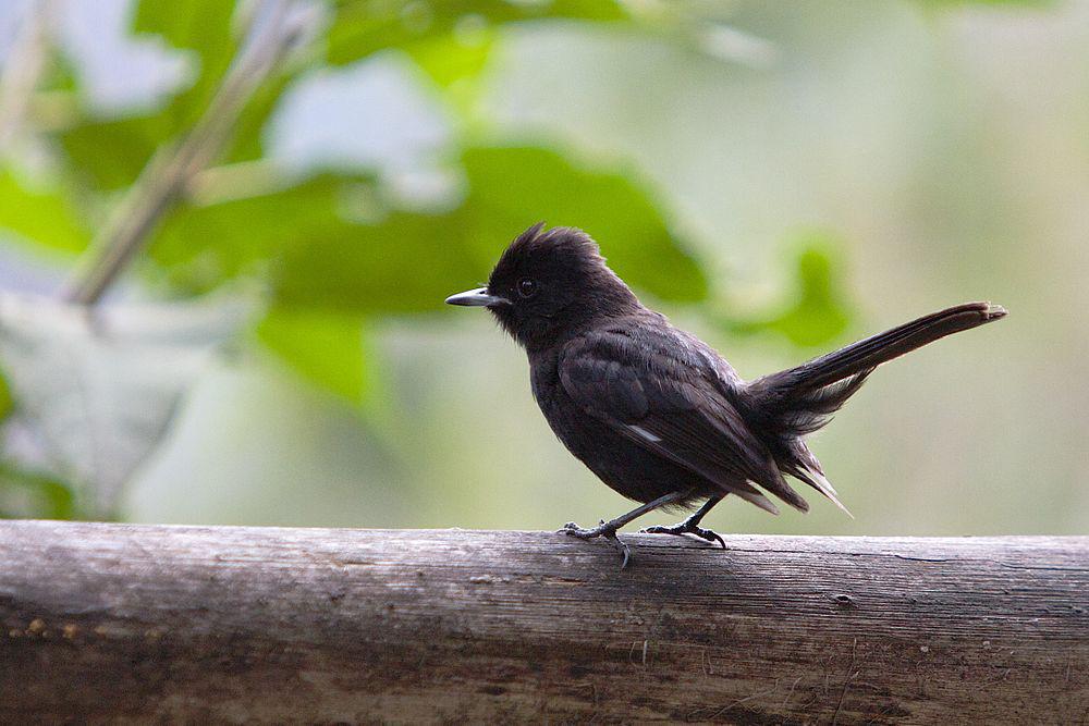 白翅黑霸鹟 / White-winged Black Tyrant / Knipolegus aterrimus