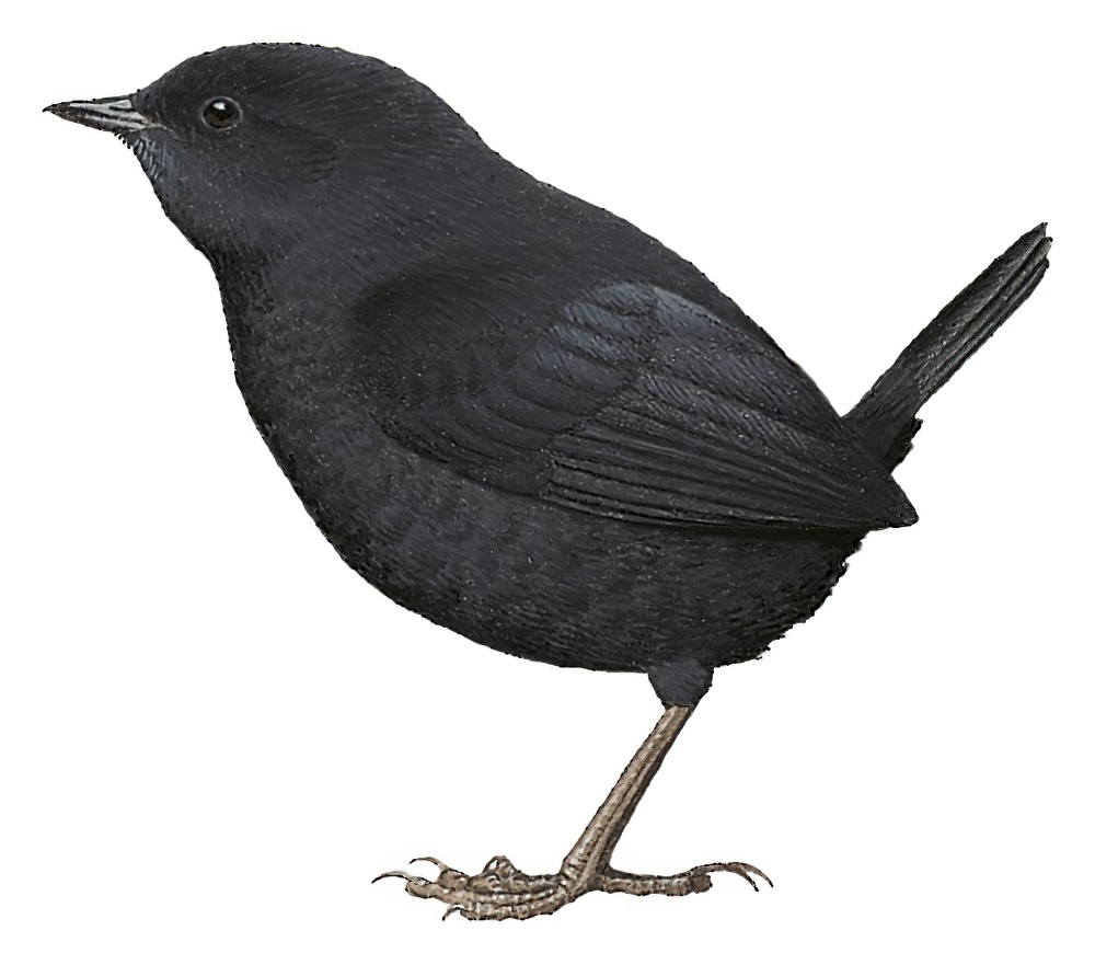 胡宁窜鸟 / Junin Tapaculo / Scytalopus gettyae