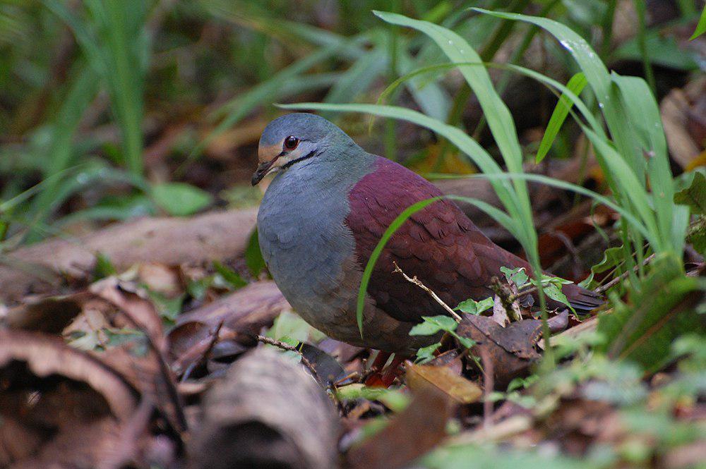 黄额鹑鸠 / Buff-fronted Quail-Dove / Zentrygon costaricensis