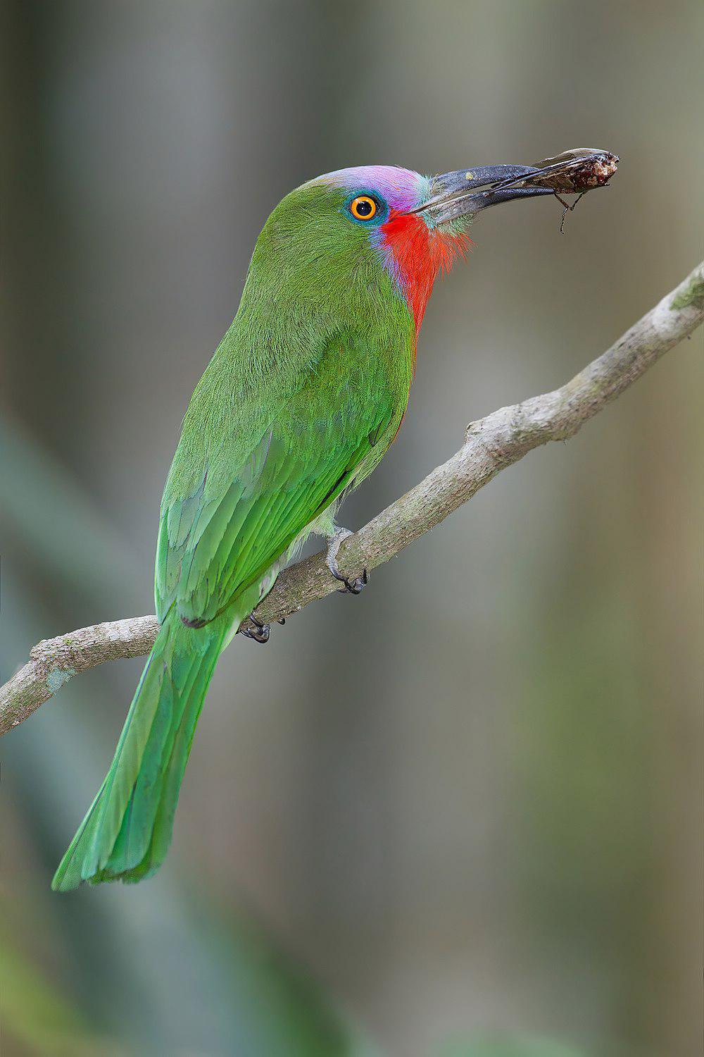 赤须夜蜂虎 / Red-bearded Bee-eater / Nyctyornis amictus