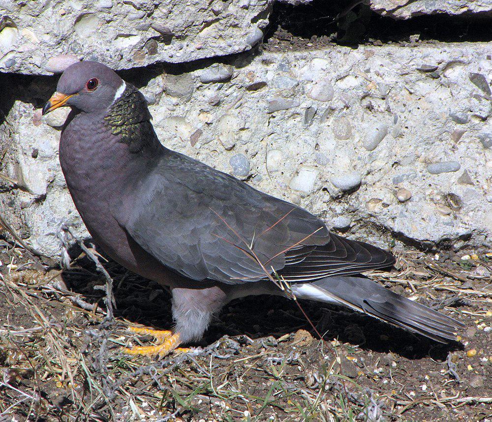 斑尾鸽 / Band-tailed Pigeon / Patagioenas fasciata