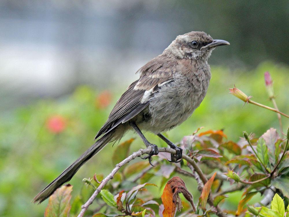 长尾小嘲鸫 / Long-tailed Mockingbird / Mimus longicaudatus