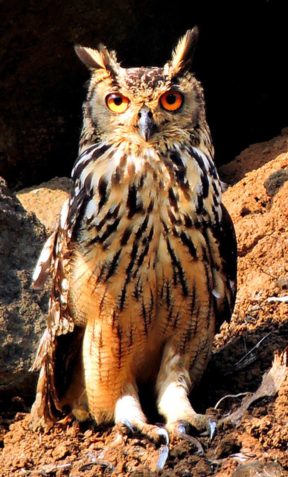 印度雕鸮 / Indian Eagle-Owl / Bubo bengalensis