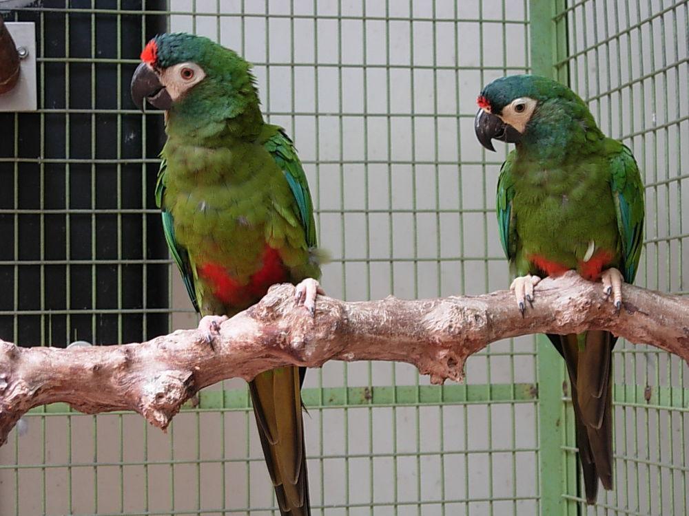 蓝翅金刚鹦鹉 / Blue-winged Macaw / Primolius maracana