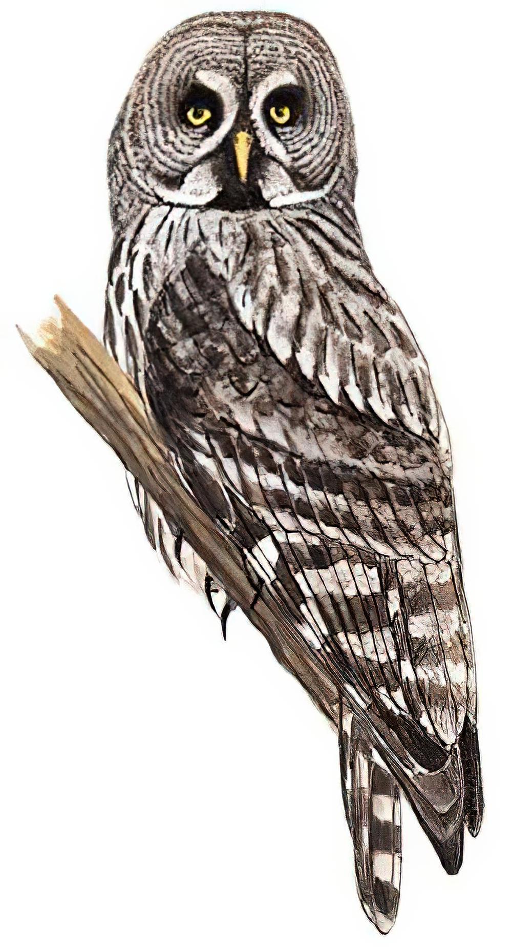 乌林鸮 / Great Grey Owl / Strix nebulosa