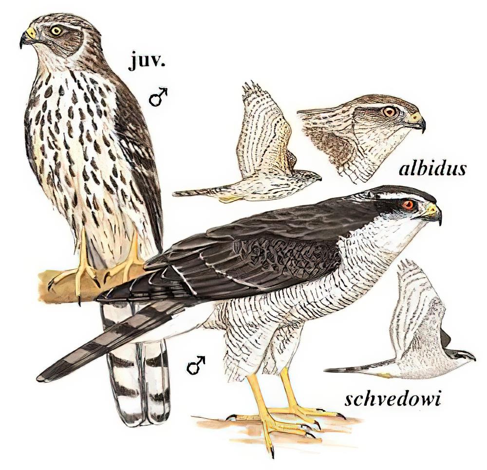 苍鹰 / Northern Goshawk / Accipiter gentilis