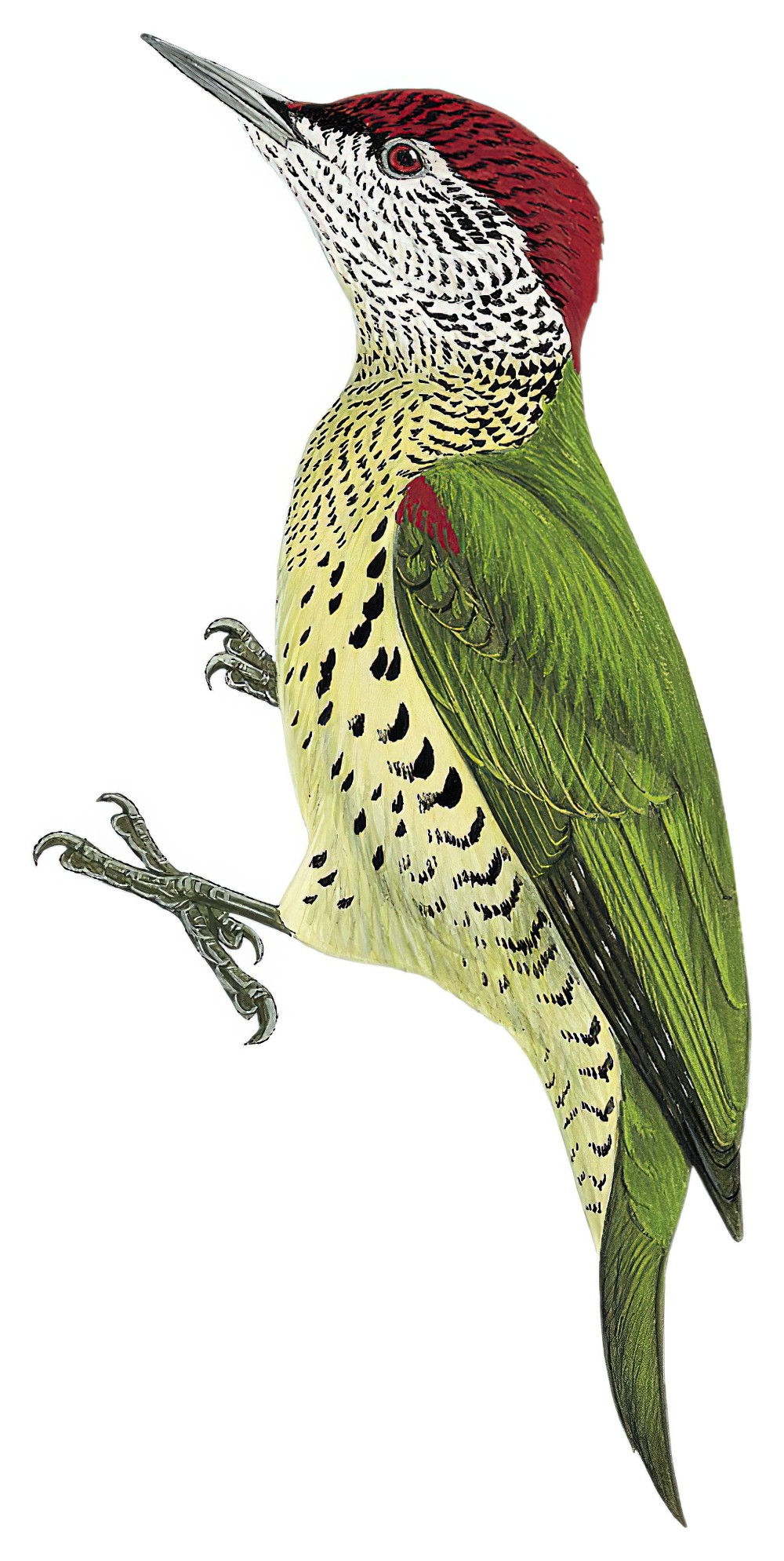 喀麦隆啄木鸟 / Tullberg's Woodpecker / Campethera tullbergi