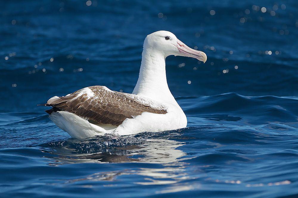 皇信天翁 / Southern Royal Albatross / Diomedea epomophora