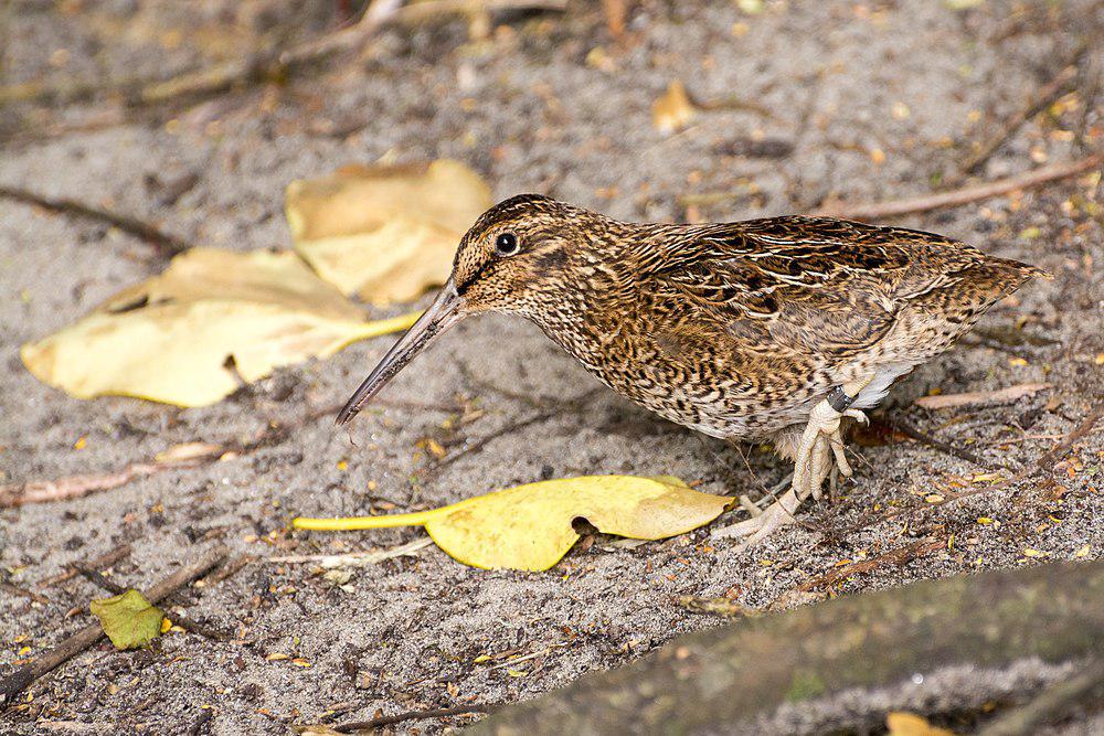 斯岛沙锥 / Snares Snipe / Coenocorypha huegeli