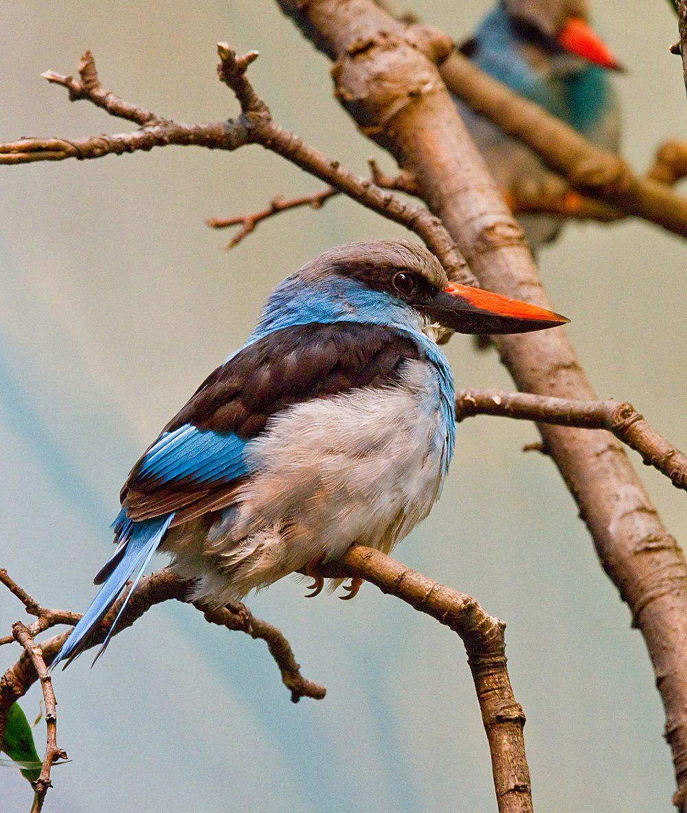 蓝胸翡翠 / Blue-breasted Kingfisher / Halcyon malimbica
