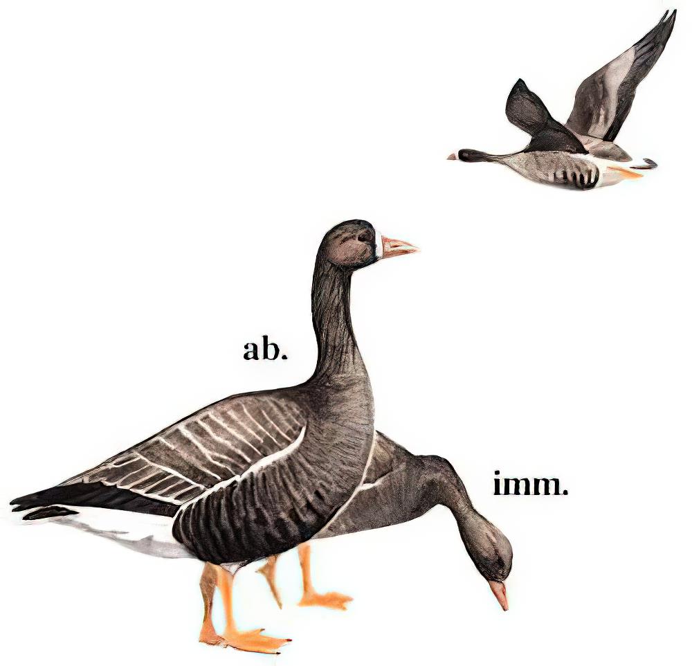 白额雁 / Greater White-fronted Goose / Anser albifrons