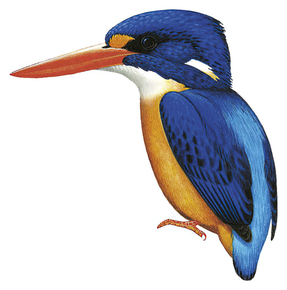 马努斯三趾翠鸟 / Manus Dwarf Kingfisher / Ceyx dispar