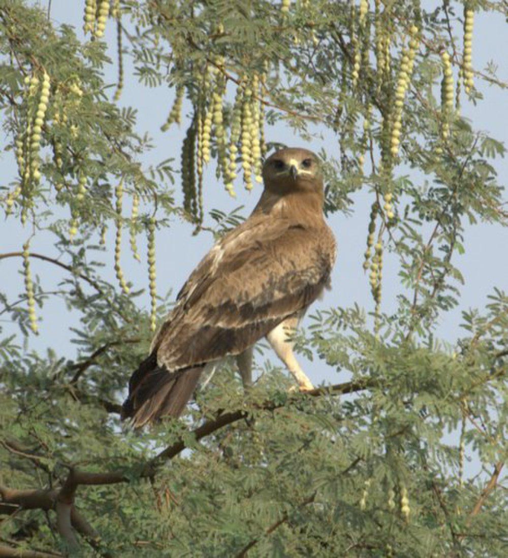 印度乌雕 / Indian Spotted Eagle / Clanga hastata