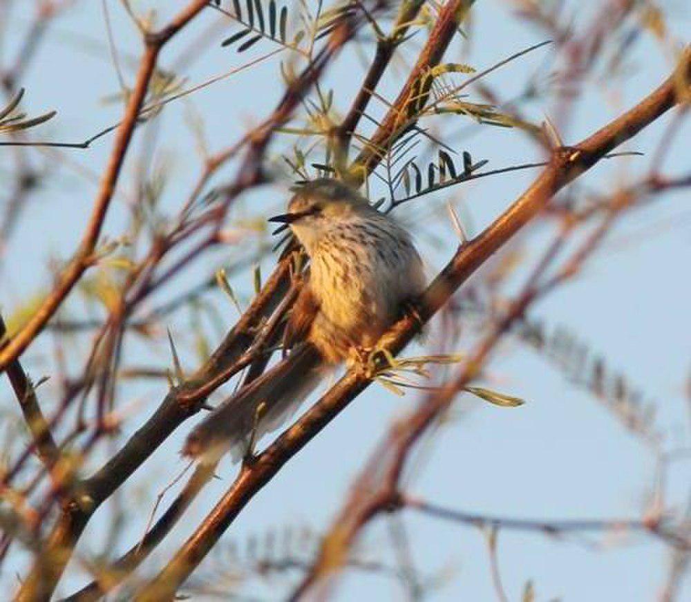 亚纹山鹪莺 / Namaqua Warbler / Phragmacia substriata