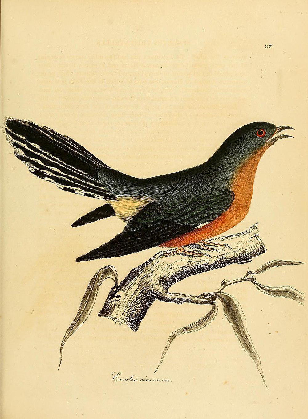 长尾鹃 / Barred Long-tailed Cuckoo / Cercococcyx montanus