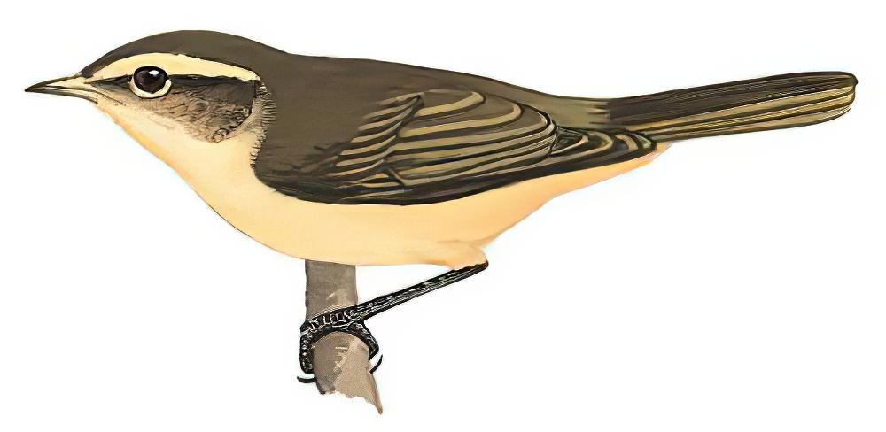 棕腹柳莺 / Buff-throated Warbler / Phylloscopus subaffinis
