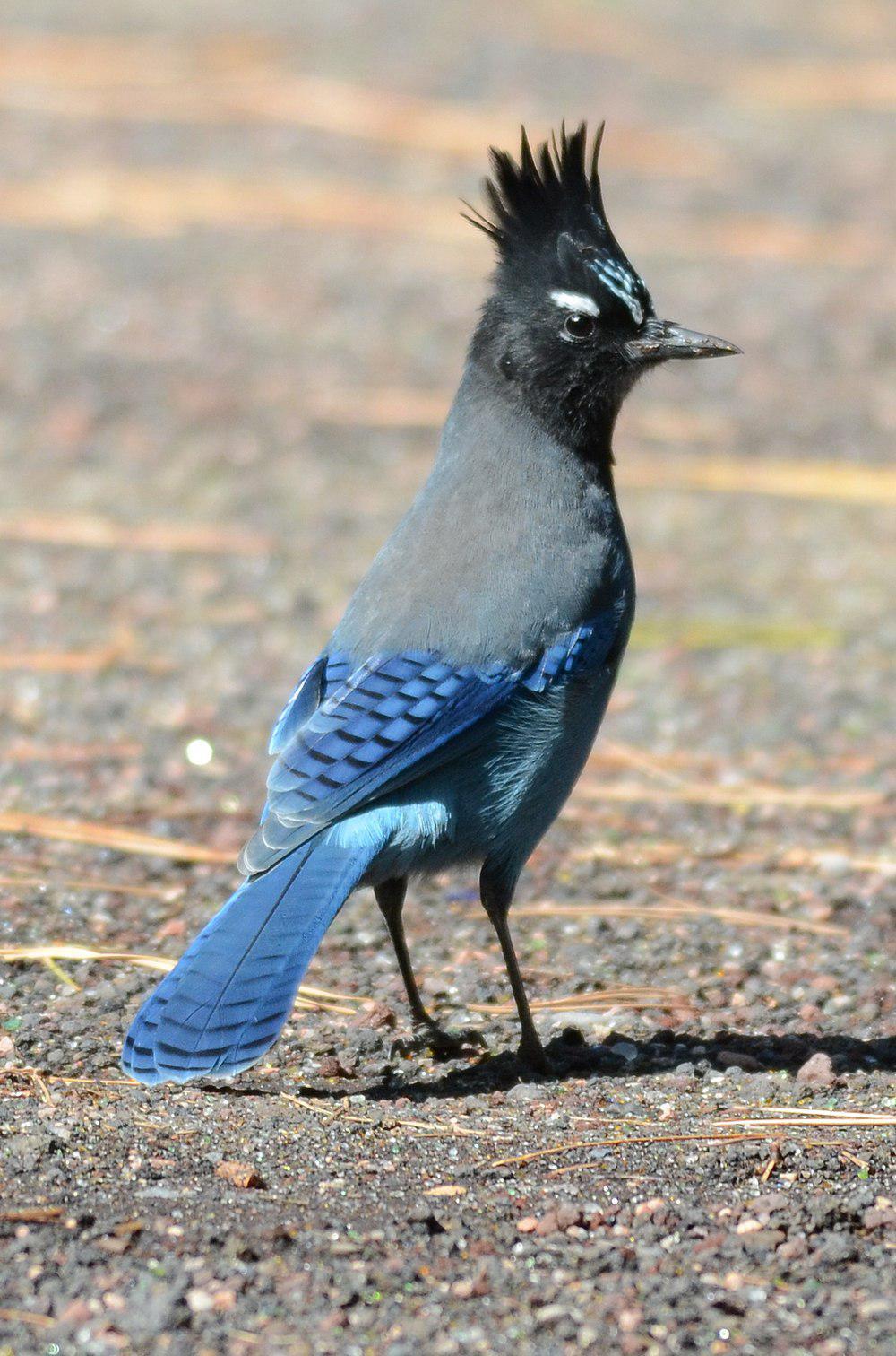 暗冠蓝鸦 / Steller\'s Jay / Cyanocitta stelleri