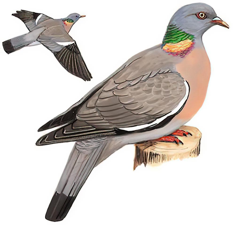 斑尾林鸽 / Common Wood Pigeon / Columba palumbus