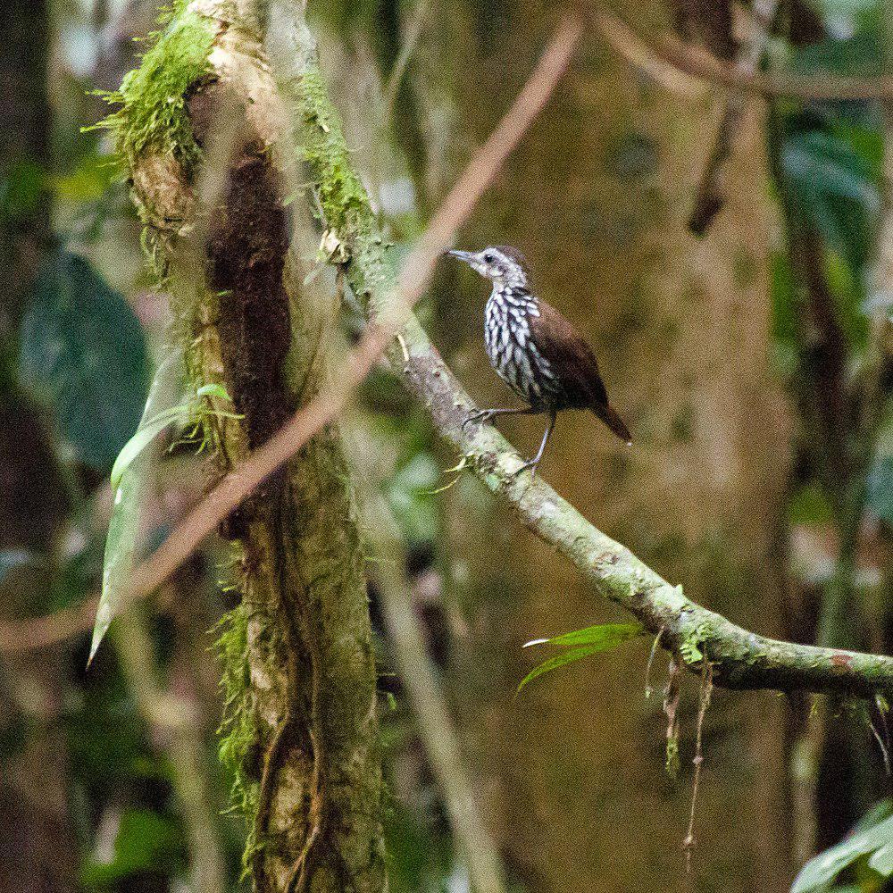 加里曼丹地鹛 / Bornean Wren-Babbler / Ptilocichla leucogrammica