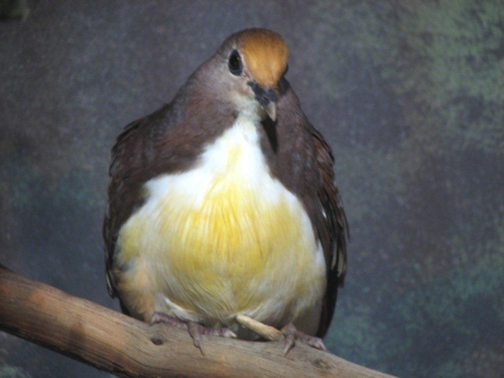 红喉鸡鸠 / Cinnamon Ground Dove / Gallicolumba rufigula