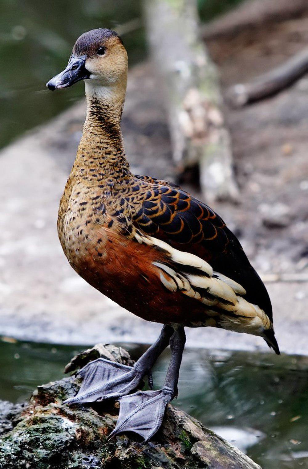 斑胸树鸭 / Wandering Whistling Duck / Dendrocygna arcuata