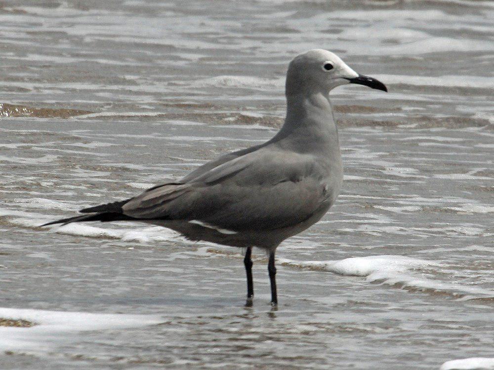 灰鸥 / Grey Gull / Leucophaeus modestus