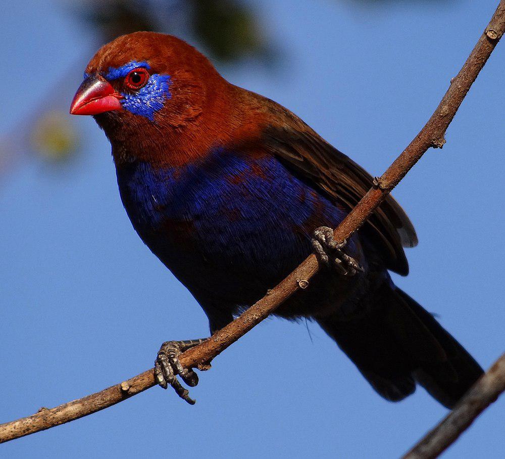 紫蓝饰雀 / Purple Grenadier / Granatina ianthinogaster