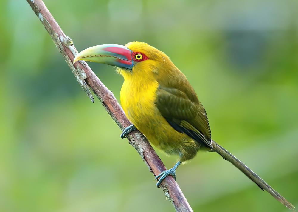 橘黄巨嘴鸟 / Saffron Toucanet / Pteroglossus bailloni