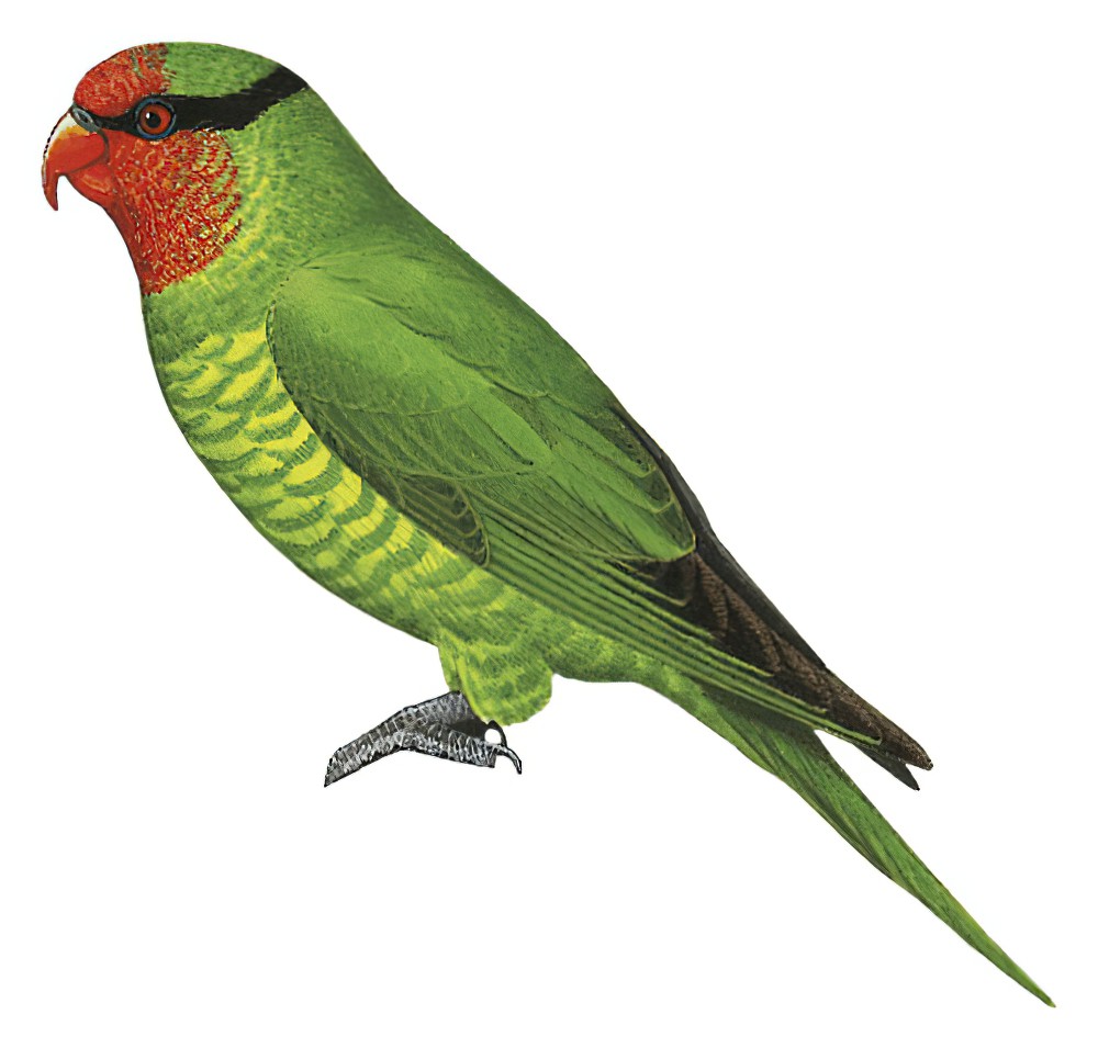 红喉绿鹦鹉 / Mindanao Lorikeet / Trichoglossus johnstoniae