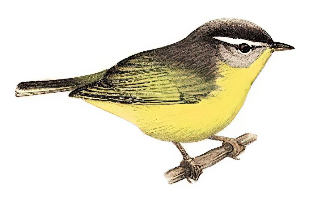 灰头柳莺 / Grey-hooded Warbler / Phylloscopus xanthoschistos